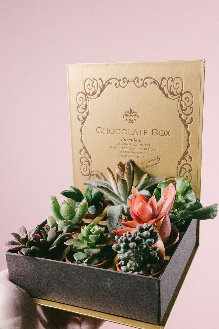 おまかせ多肉植物「チョコレートボックス」