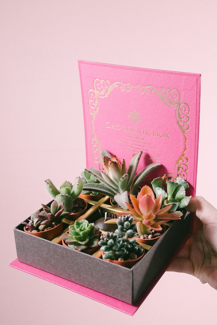 おまかせ多肉植物「チョコレートボックス」