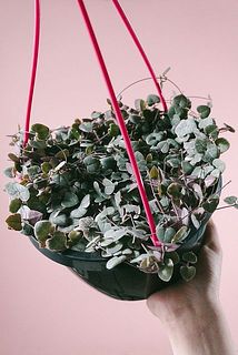 ハートの葉がかわいい🩷