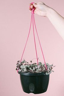 ツル同士が絡まり合っているので垂らす際は優しくほどいてください。