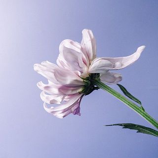 外側の花弁に傷等がある恐れがございます。ご了承ください。