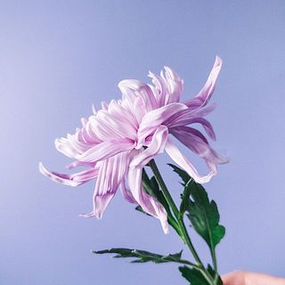 特性として外側にクネクネと開花します。気になる場合は優しく取り除いてあげましょう
