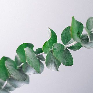 ユーカリの葉の表面に見られるパウダー状のものは、ユーカリの成分です。品質に問題はございません。