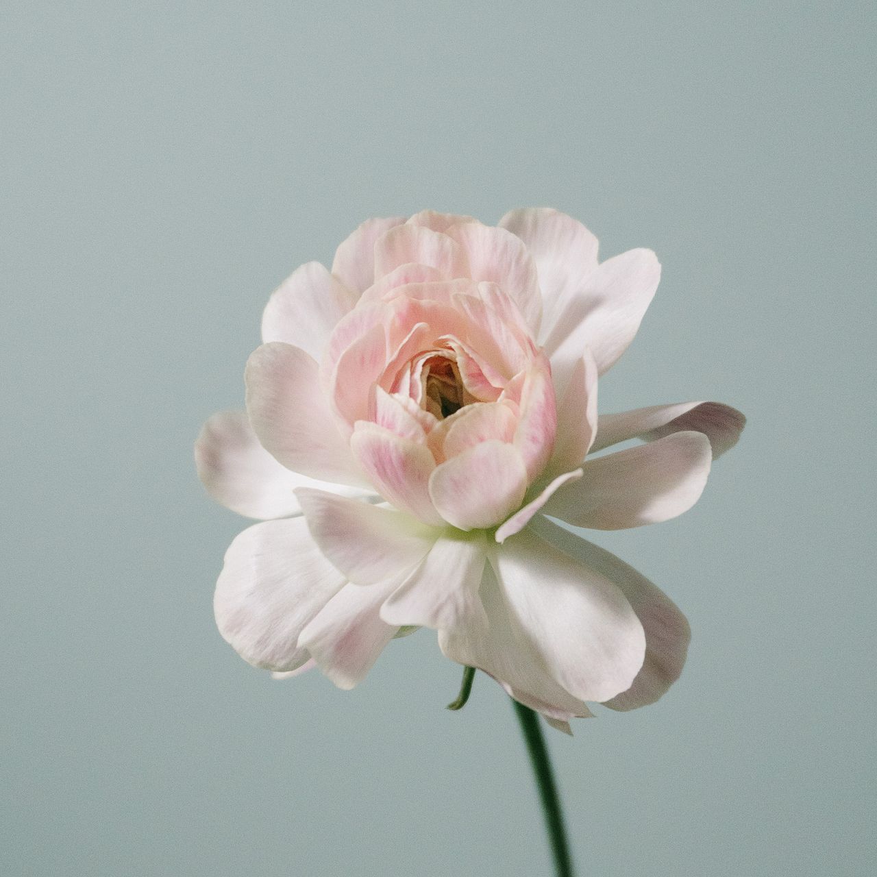 たっぷりピンクのラナンキュラスとチューリップ