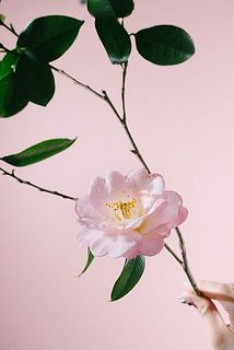 咲いている花は傷や花びらの折れ等ある場合があります。ご了承ください。