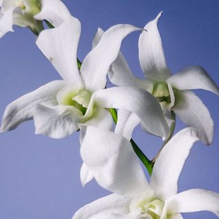 花弁に傷がついていることも
