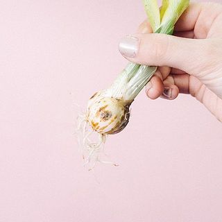 一部球根が黒くなっている箇可能性も、生育には問題ございません。大きい穴が空いている、カビが全体に広がっている場合はお問合せまで。