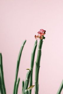先端の小さな花がキュート！