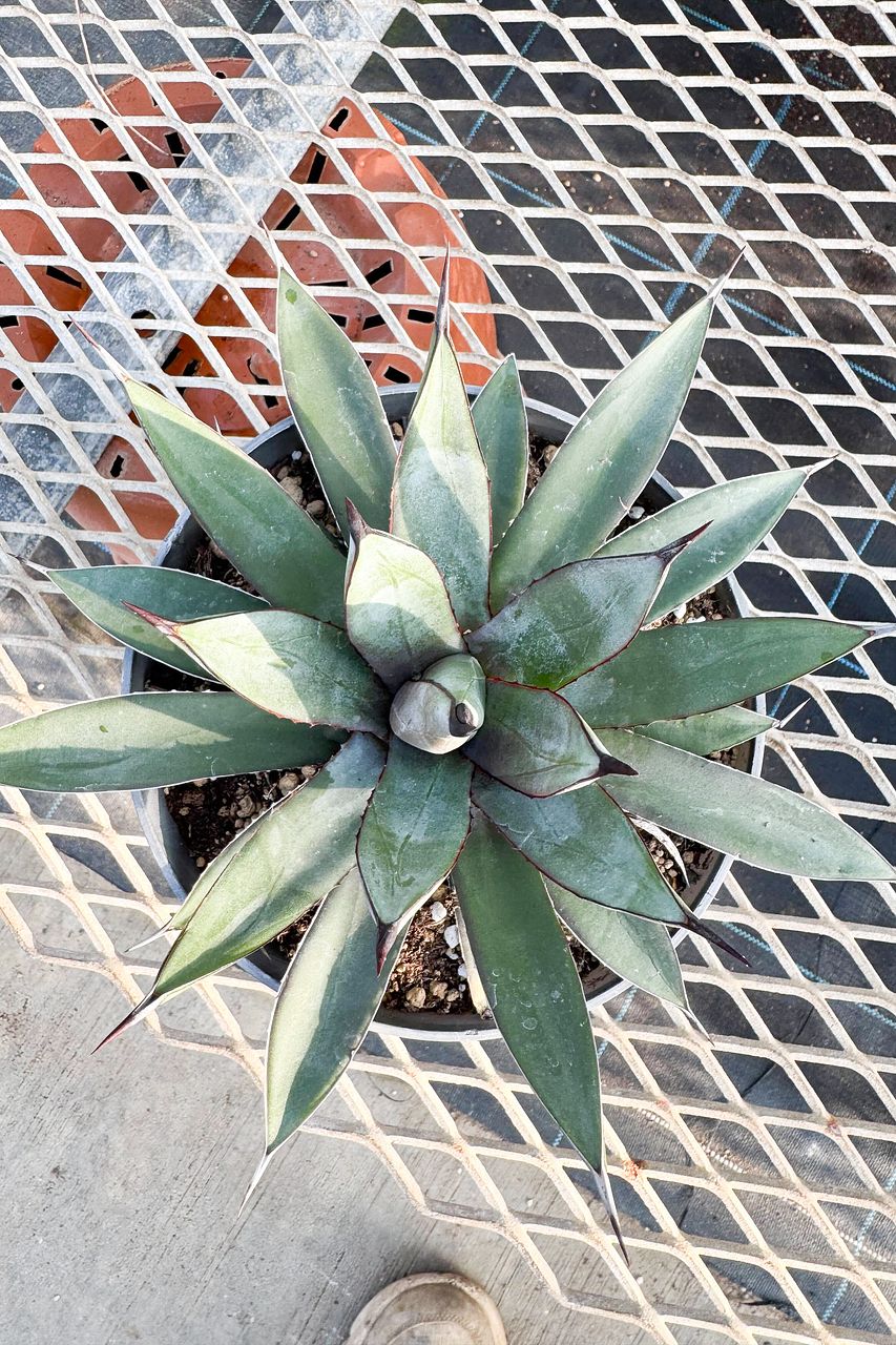 大きな高級アガベ「リトルシャーク」