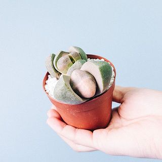個体差がございます。ご了承ください。