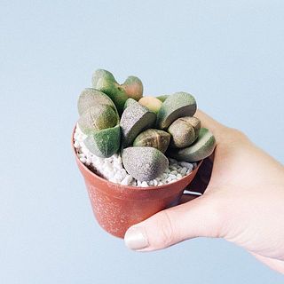 表面の化粧砂は取れやすいです。霧吹きなど水に濡らすと綺麗におさまります。