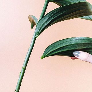百合を開花させるコツは葉っぱを間引くこと。水揚げの際にぬるめのお水につけてあげるのもおすすめ。
