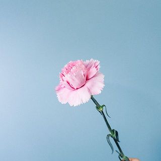 カーネーションは折れやすいのでお取り扱いにはご注意ください。