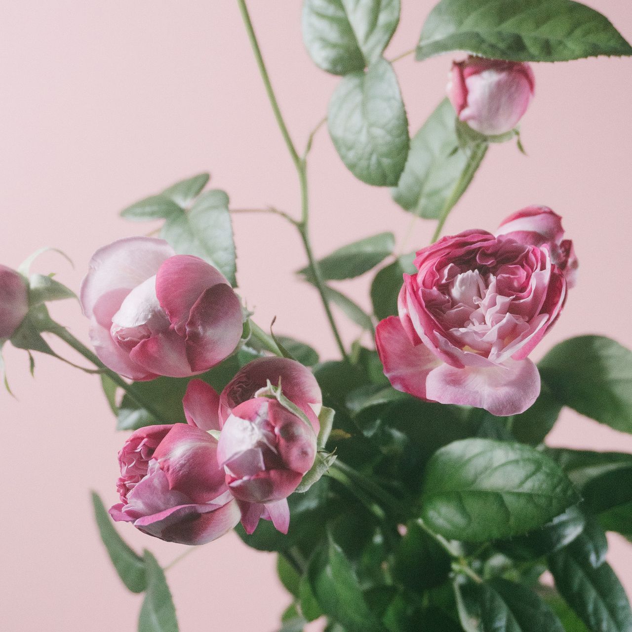 希少フレグランスローズ「パリス」