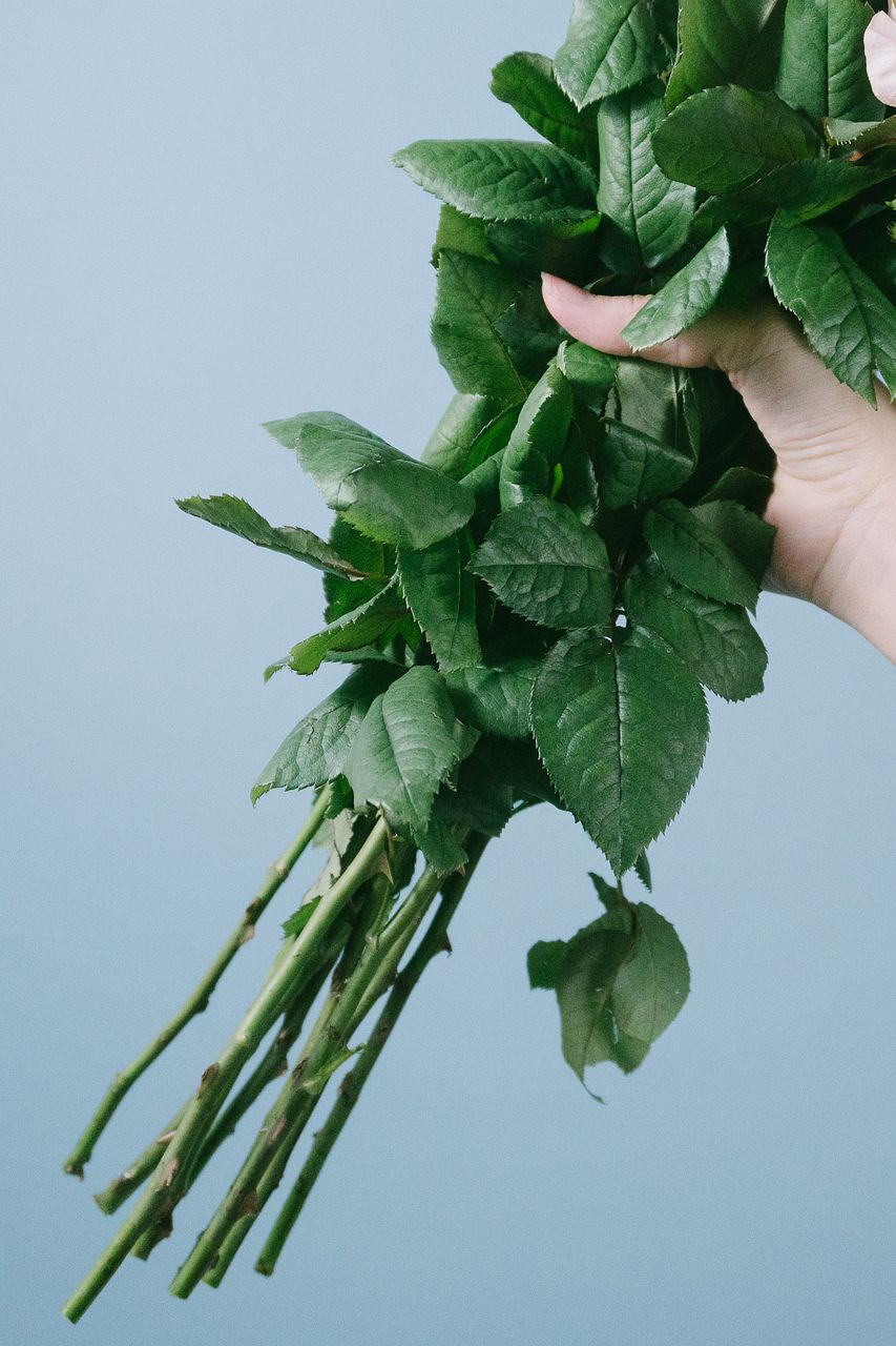 希少品種ローズを集めて