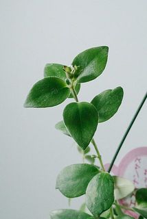 花芽がついていることも！