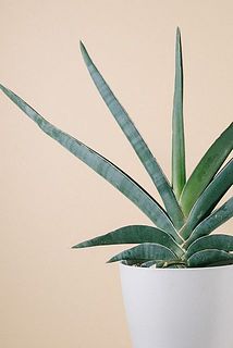 葉に傷がついていることがあります。また形には個体差があります。
