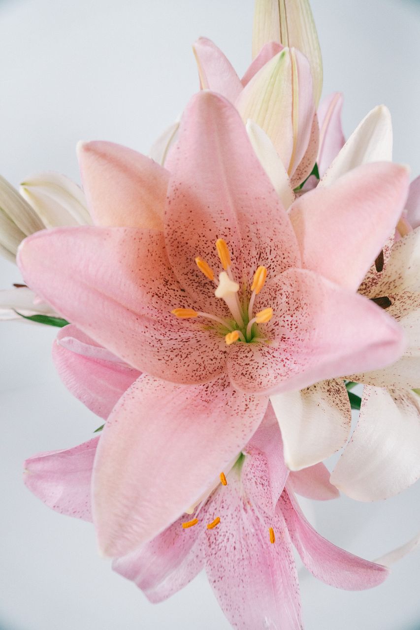 産直】今井ゆり園のシュガーリリー