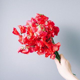 揺れるスイートピーがかわいい！