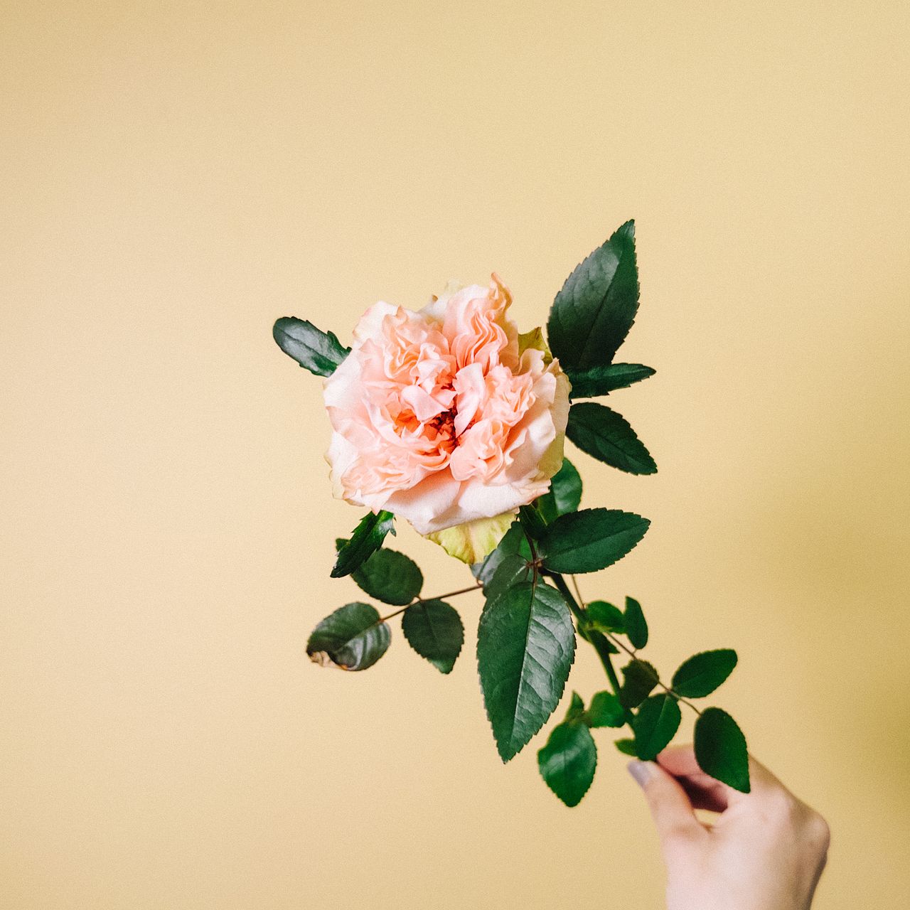 くしゅくしゅ個性派ローズたち