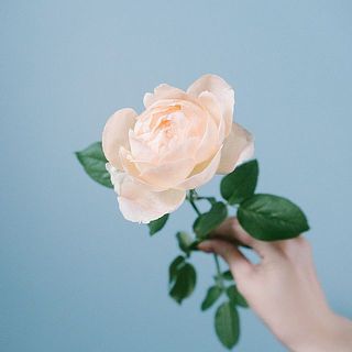 ふんわりと咲いてくるかわいい品種です