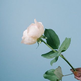 外弁に傷があることも。気になる場合は優しく取り除いてください