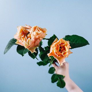 秋の乗鞍　遠望と薔薇の花の2点セット　よっちゃんさん 金田さんのバラ「フォセット」
