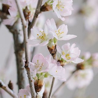 開花イメージ。淡いピンク色の花がかわいい🌸
