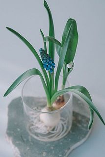 球根を2〜3個同じ容器に入れるのもおすすめ。お気に入りの組み合わせを見つけてみて。