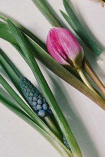 蕾の状態で届きます。成長をお楽しみに🌷