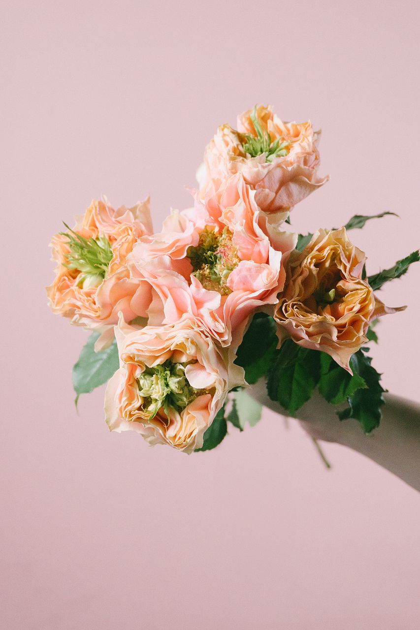 金田さんのバラ「フォセット」