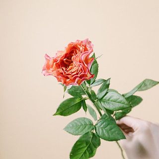 変わり咲きのかわいいバラです！