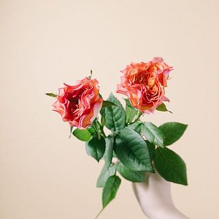 色合いは個体差があります。ピンクが強いものやオレンジが強いものがあります。