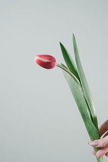 チューリップは開花するにつれ、曲がりや動きが出てきます。まっすぐにしたい場合は紙で巻いて水切りしてみて。