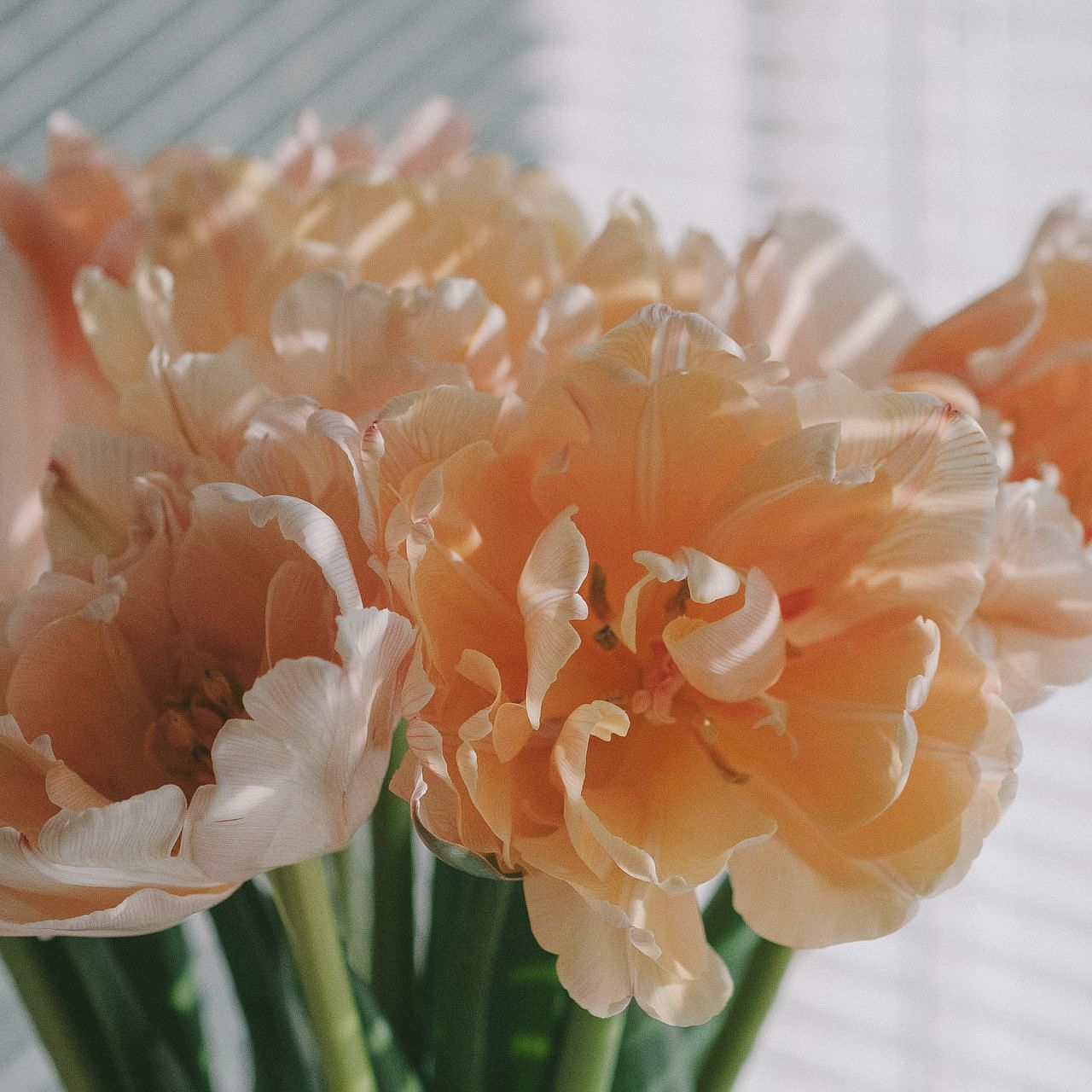 チューリップの花 ♪Tulips「さいた、さいた、チューリップの花が♪」Japanese children