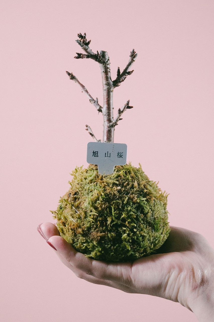 桜の苔玉「旭山」