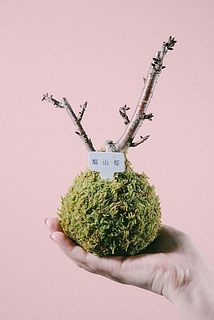 枝付きには個体差があります。