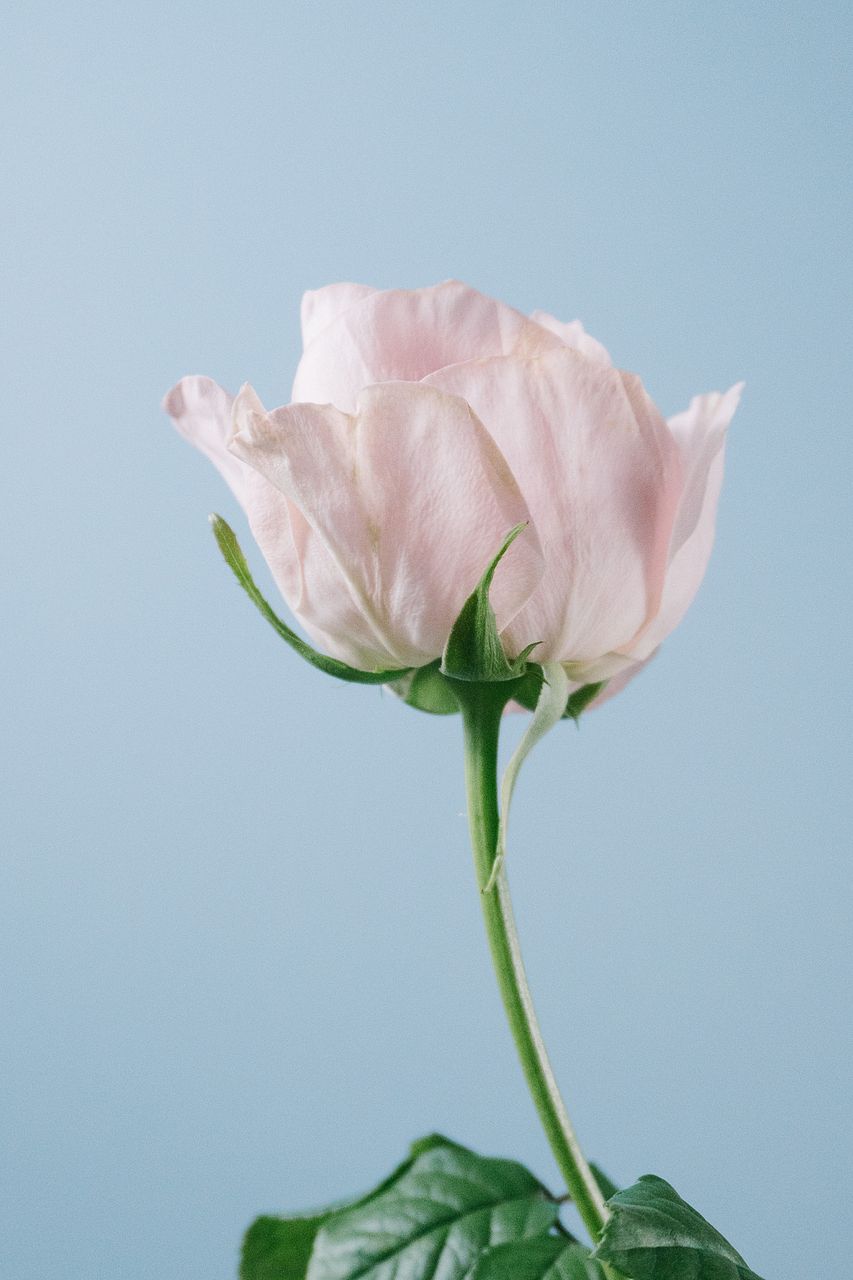 バラ「シルバーミスト」