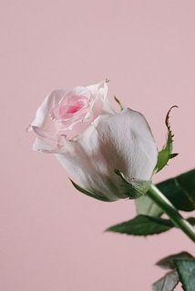 外側の花びらには傷がついています。気になる場合は間引いてあげてください。