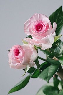 花のサイズには個体差がございます