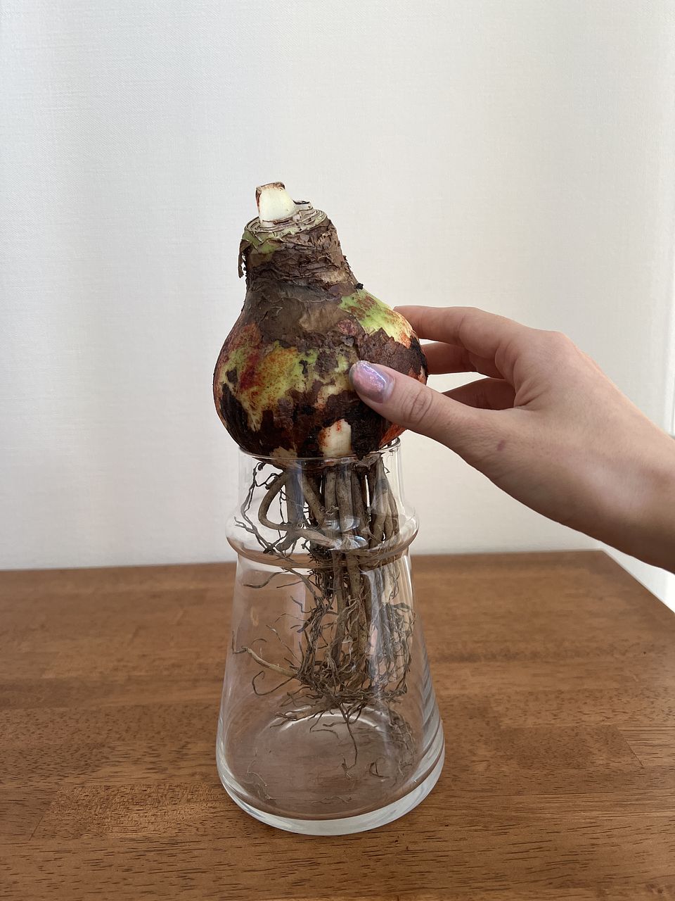 土と水がいらない「特大球根アマリリス」