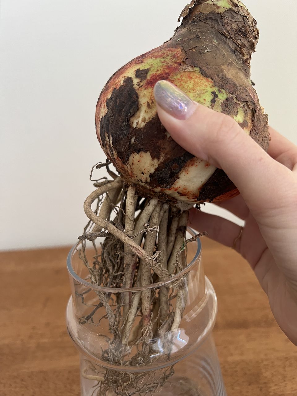 土と水がいらない「特大球根アマリリス」