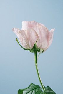 外側の花びらには傷や変色がある可能性も。気になる場合優しく外してください。（写真は別の品種です）