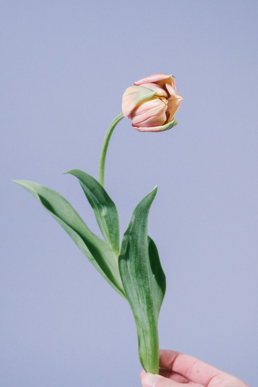 超希少チューリップ「ラベルエポック」