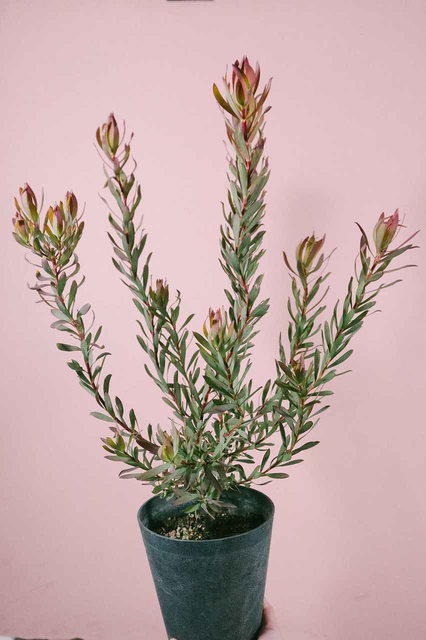 リューカデンドロン「エイミー」