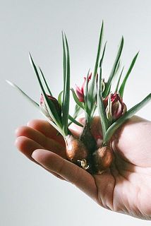 テタテ３球セット