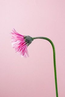 ガーベラの特性でおじぎしている花もありますが品質に問題はありません。紙できゅっと巻いてから水揚げしてみて。