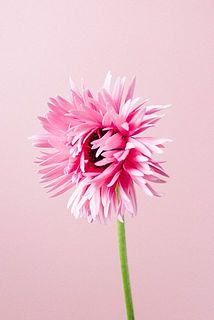 わしゃわしゃの花びらがかわいい！