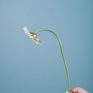 ガーベラは首が曲がりやすいです。品質に問題はございません。