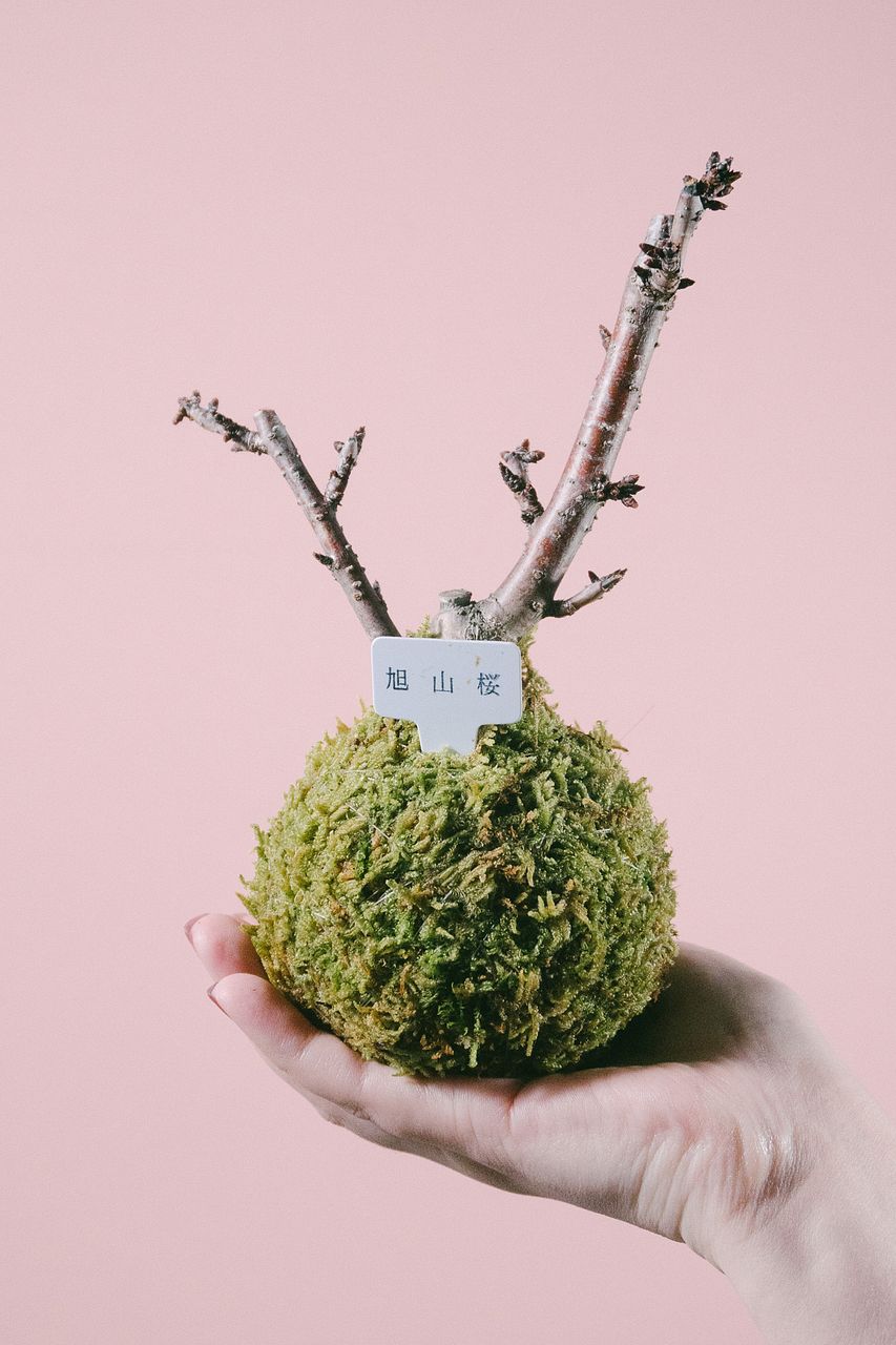 桜の苔玉「旭山」
